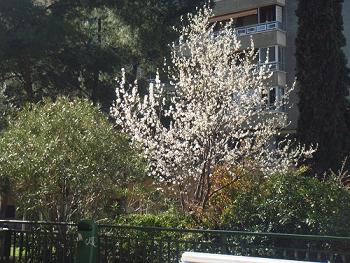 Almendro florido que anuncia la primavera