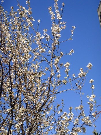 Almendro florido que anuncia la primavera