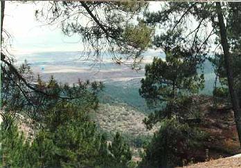 Albarracín pinares de Rodeno