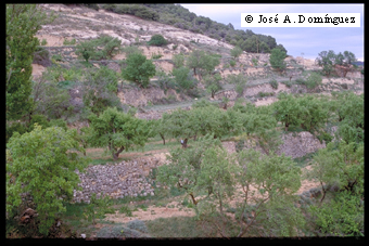 Bancales con almendros en Nombrevilla