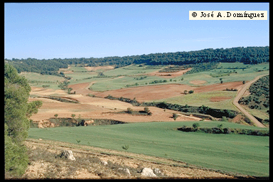 Campos de cereal y pinar de El Boyoral, Nombrevilla