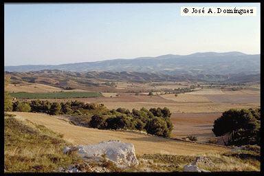 Campos de cereal en la partida de La Solana