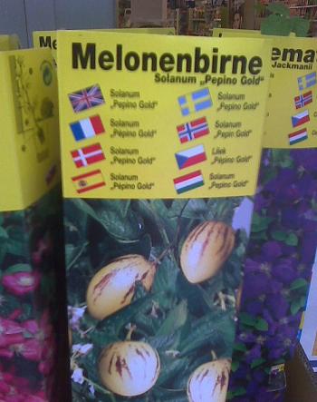 Solanum pepino Gold