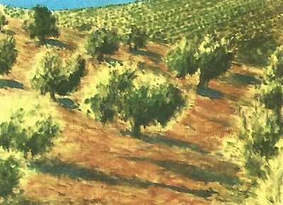 Aragón olivos y aceite